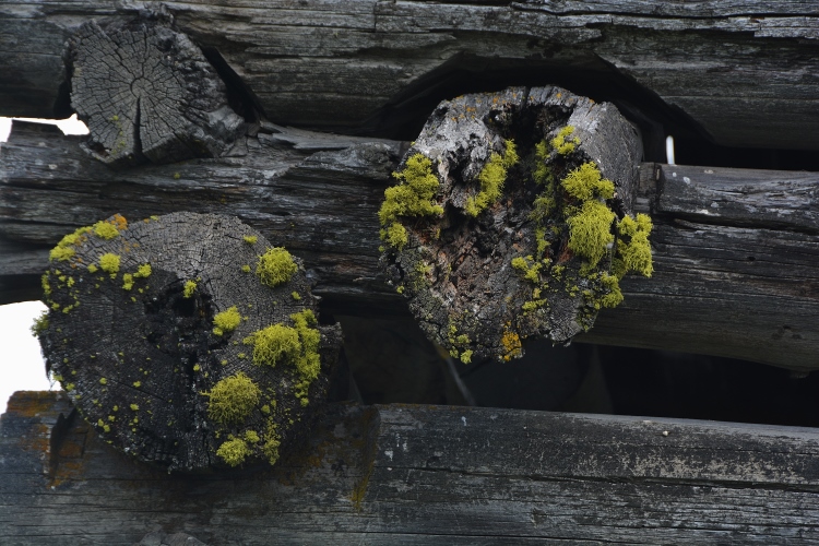 moss on old barn